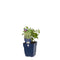 Griffioen - Calamintha nepeta ssp. Nepeta
