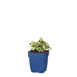 Griffioen - Lamium mac. 'Beacon Silver'