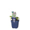 Griffioen - Lamium mac. 'Beacon Silver'