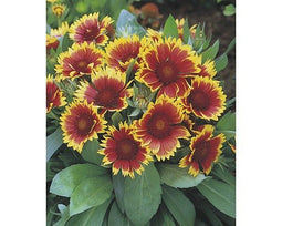 Griffioen - Gaillardia 'Kobold'