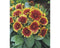 Griffioen - Gaillardia 'Kobold'