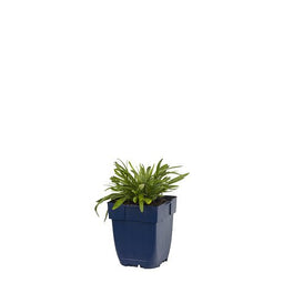 Griffioen - Leontopodium alpinum