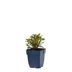 Griffioen - Gaura lindh. 'Florgaured'