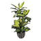 Buitengewoon de Boet - Dieffenbachia dotied 105 cm