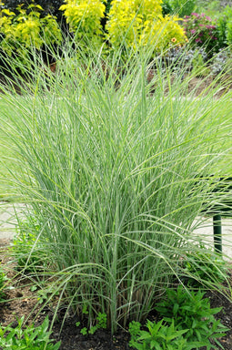 5 stuks - Samplant - Miscanthus sinensis Morning Light
