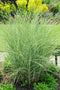 5 stuks - Samplant - Miscanthus sinensis Morning Light