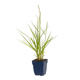 Griffioen - Pennisetum or. 'Fairy Tales'