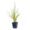 Griffioen - Pennisetum or. 'Fairy Tales'