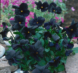 5 stuks - Samplant - Viola (C) Molly Sanderson