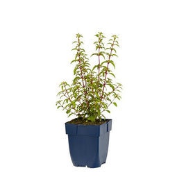 Griffioen - Fuchsia 'Riccartonii'