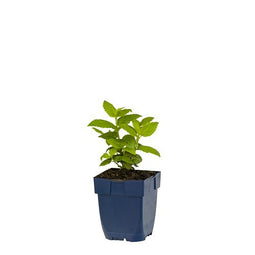 Griffioen - Nepeta nerv. Neptune