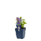 Griffioen - Nepeta nerv. Neptune