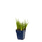 Griffioen - Juncus ensifolius