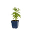 Griffioen - Aconitum nap. 'Album'