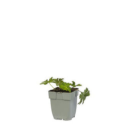 Griffioen - Geranium 'Azure Rush'