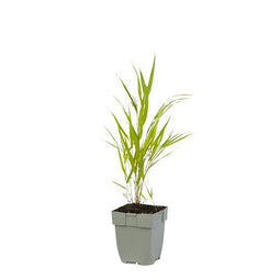 Griffioen - Hakonechloa macra