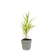Griffioen - Hakonechloa macra