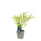 Griffioen - Hakonechloa macra