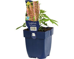 Griffioen - Lupinus 'The Chatelaine'