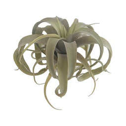 Buitengewoon de Boet - tillandsia 26 cm kunstplant