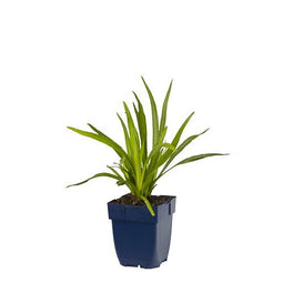 Griffioen - Liatris spicata