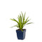 Griffioen - Liatris spicata