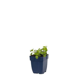 Griffioen - Nepeta faassenii 'Snowflake'