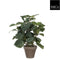 Mica Decorations-e - 6 stuks! Pilea groen in pot stan grijs d11,5 cm h35xd25 cm Mica Decorations (e)