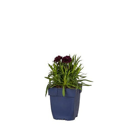 Griffioen - Dianthus Sunflor Paseo