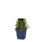 Griffioen - Dianthus Sunflor Paseo