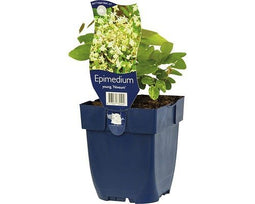 Griffioen - Epimedium youngianum 'Niveum'