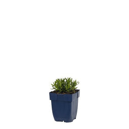 Griffioen - Lithodora diff. 'Heavenly Blue'
