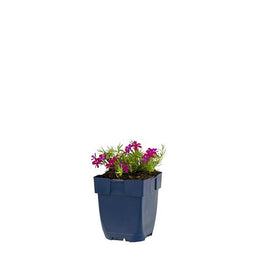 Griffioen - Phlox (D) 'Ochsenblut'