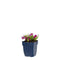 Griffioen - Phlox (D) 'Ochsenblut'