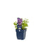 Griffioen - Campanula carp. 'Blaue Clips'