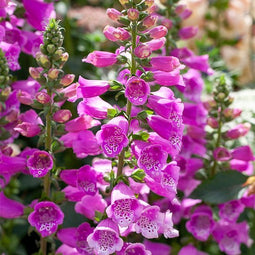 Griffioen - Digitalis purp. 'Dalmatian Purple'