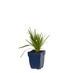 Griffioen - Liatris spicata 'Alba'
