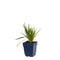 Griffioen - Liatris spicata 'Alba'