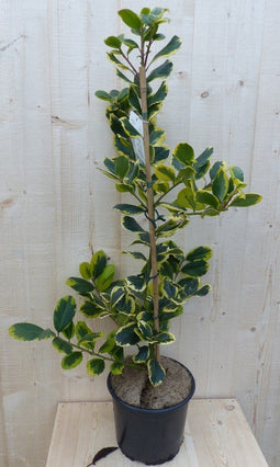 Warentuin Natuurlijk - Hulst geelbont 80 cm