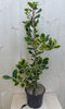 Warentuin Natuurlijk - Hulst geelbont 80 cm