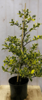Warentuin Natuurlijk - Hulst geelbont 80 cm