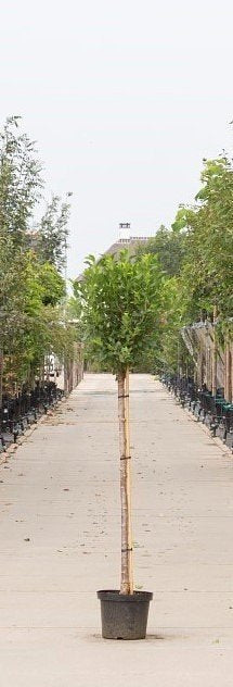 Warentuin Natuurlijk - 2 stuks! Bol sierkers Prunus em. Umbraculifera h 155 cm st. omtrek 6 cm st...