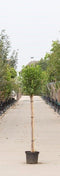 Warentuin Natuurlijk - 2 stuks! Bol sierkers Prunus em. Umbraculifera h 155 cm st. omtrek 6 cm st...
