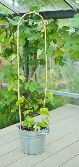 Nature - Bamboestok gebogenl H150cm dia. 14-16mm set a 3 stuks