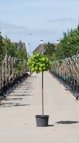Warentuin Natuurlijk - 2 stuks! Bol Catalpa Catalpa Bignonniodes Nana h 160 cm st. omtrek 7 cm st...