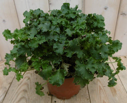 Warentuin Natuurlijk - 2 stuks! Heuchera Purperklokje donkergroen tot lichtgroen