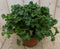 Warentuin Natuurlijk - 2 stuks! Heuchera Purperklokje donkergroen tot lichtgroen