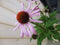 Warentuin Natuurlijk - 2 stuks! Zonnehoed roze
