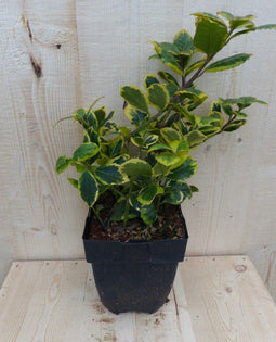 Warentuin Natuurlijk - Hulst geelbont 30 cm