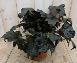 Warentuin Natuurlijk - 2 stuks! Heuchera Purperklokje donkerrood tot licht rood a zwart